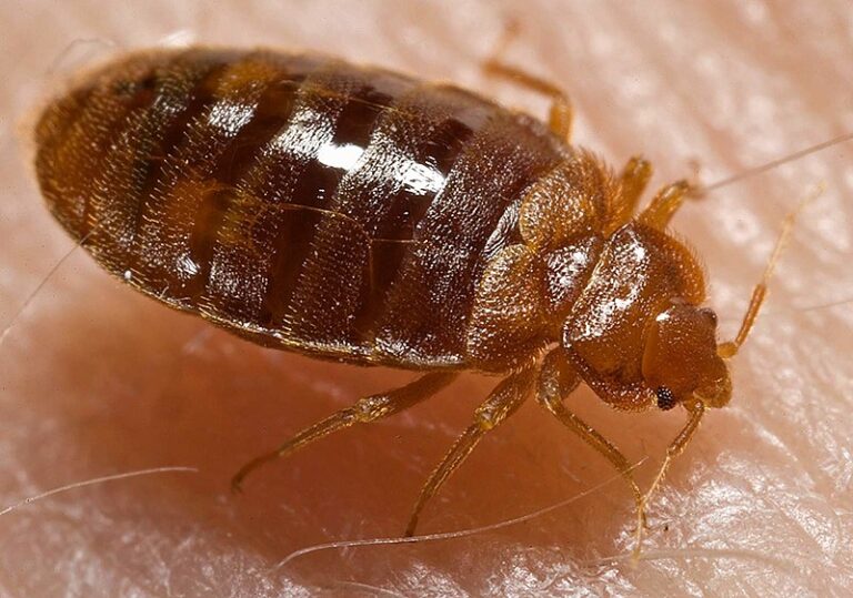 Bed Bugs Treatment