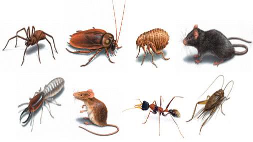 Bed Bugs Treatment