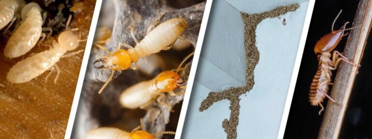 Termite control