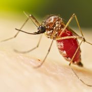 Aedes_aegypti_Adult_Feeding