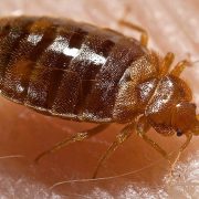 Bed_bug,_Cimex_lectularius