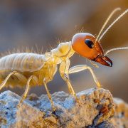 pngtree-small-higher-termites-image_15663395